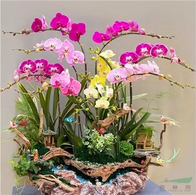 寒冬中的花市 广州多地取消迎春花市，年宵花产业如何突围？