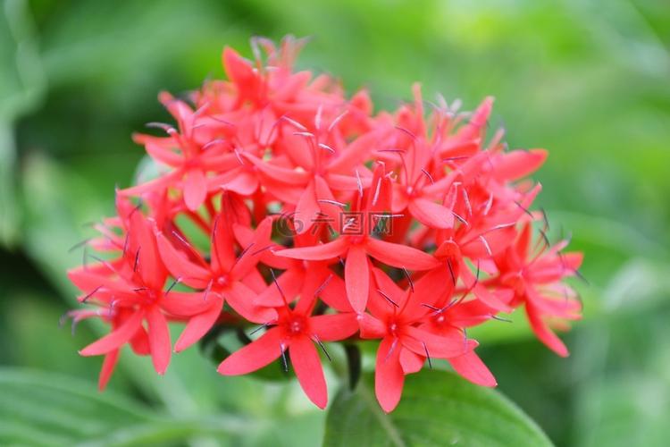 红色的花,鲜花,野生花卉